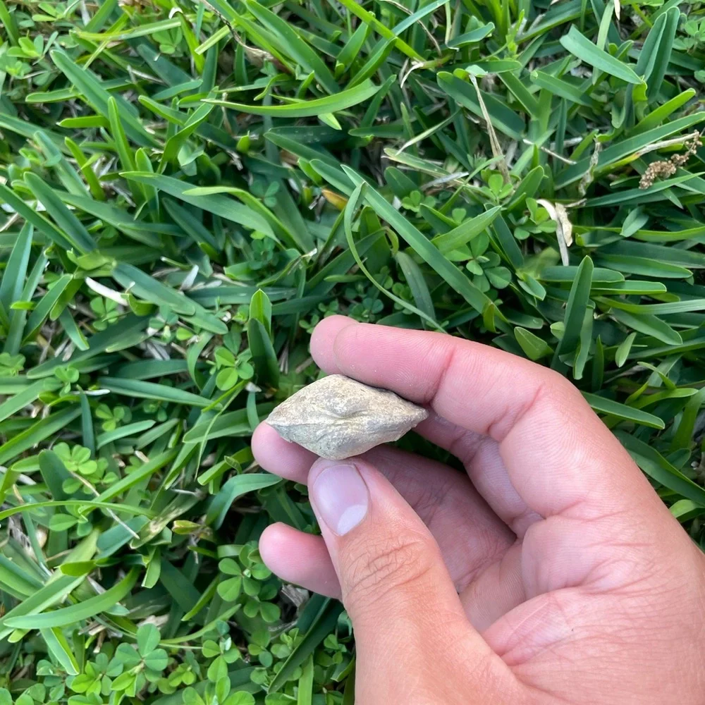 Fossilized Clam Shell Cast
